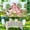 5x3FT, variant on Farm Animals Party Backdrop Pink Barn Farm Photography Background for Girls Farm Animals Cows Pigs Barnyard Birthday Baby Shower Party Decorations Banner Cake Table Photo Booth Props