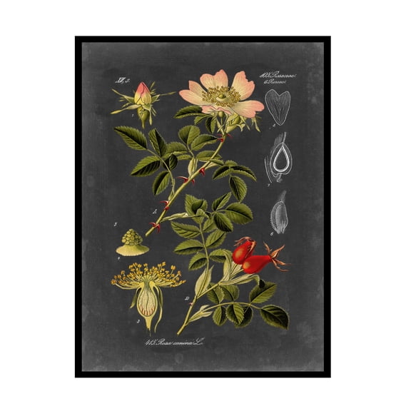Trademark Fine Art Vision Studio Midnight Botanical I Canvas Wall Art - 24x32