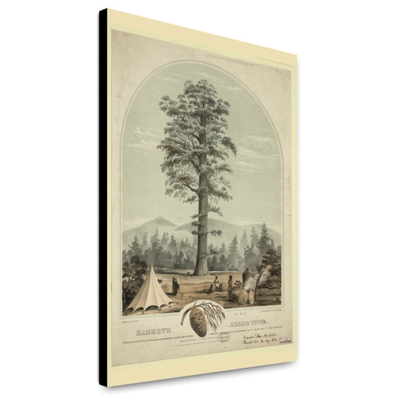 Canvas Print: Mammoth Arborvitae, 1862