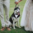 thumbnail image 5 of Dog Tuxedo, Dog Wedding compatible And Bandana Set Xxl, 5 of 5