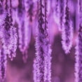 thumbnail image 1 of Ahgly Company Machine Washable Indoor Square Transitional Dark Magenta Purple Area Rugs, 6' Square, 1 of 7