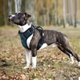 thumbnail image 2 of Pet Artist Reflective Dog Harness No Pull Dog Vest Harness With Handle, Breathable Padded Dog Chest Harness Adjustable for Small Dog, 2 of 7