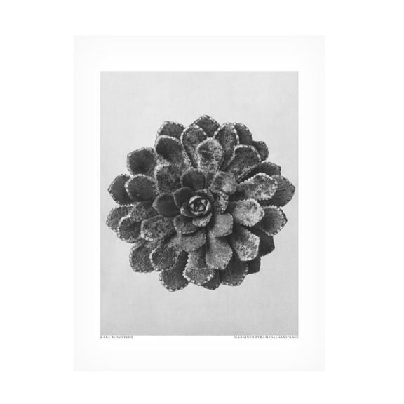 Trademark Fine Art Pictufy Margined Pyramidal Saxifrage Canvas Wall Art