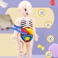 thumbnail image 1 of 3D Human Body Torso Model Educational Learning DIY Assemble Puzzle Toy Children Kids Montessori Body Organ Medical Teaching Tool1pcChina He Qiyong unisex, 1 of 1
