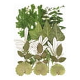 thumbnail image 1 of Wosthever Juego de hojas secas Calcomanía de hoja real Etiqueta decorativa de espécimen prensado Fabricación de joyas artesanales Suministros Decoración del hogar Tipo 7 Conjunto de hojas verdes, 1 of 6