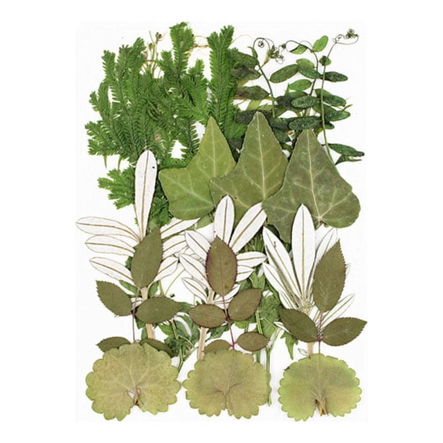 Wosthever Juego de hojas secas Calcomanía de hoja real Etiqueta decorativa de espécimen prensado Fabricación de joyas artesanales Suministros Decoración del hogar Tipo 7 Conjunto de hojas verdes