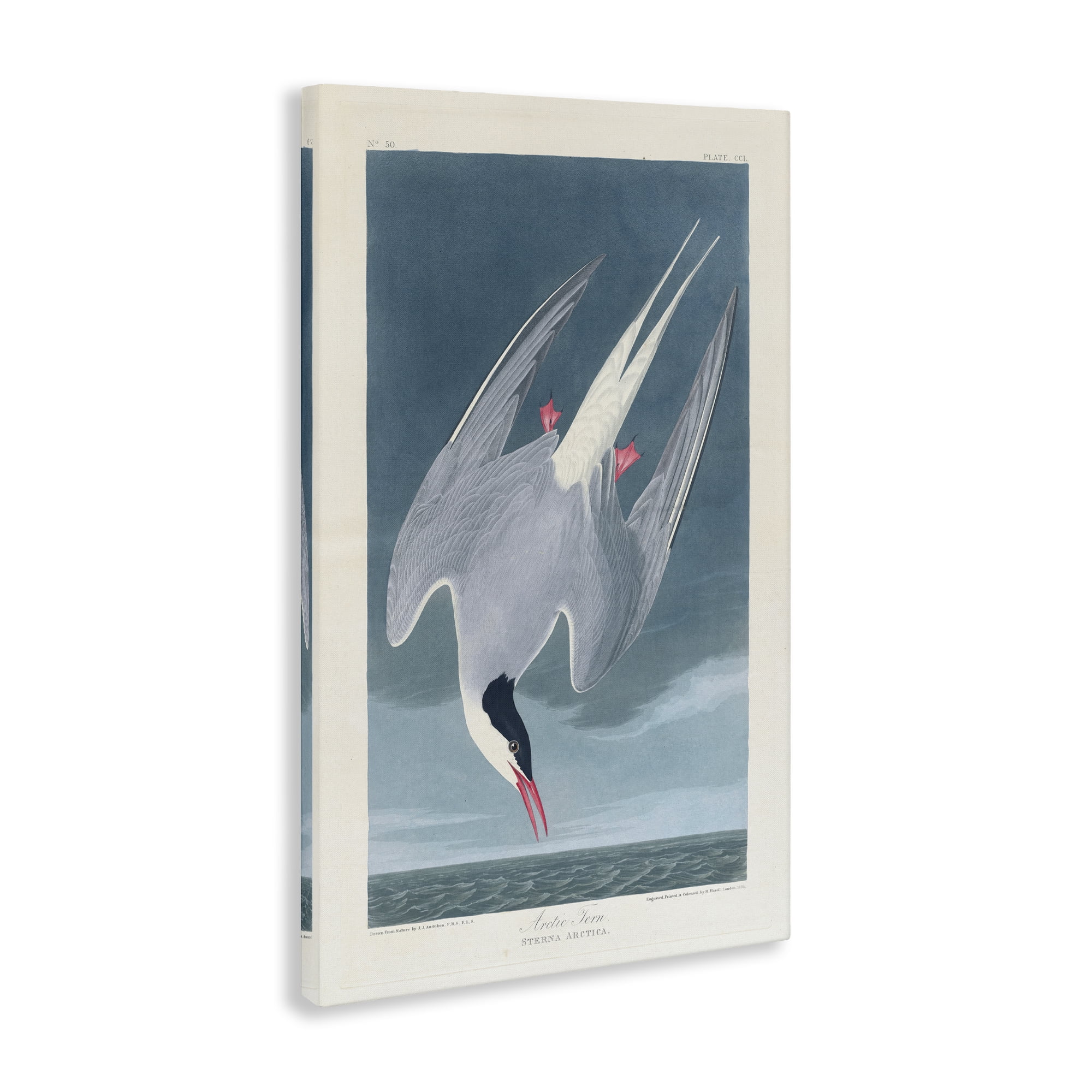 Stupell Industries Classic Arctic Tern Bird Animals Painting Wrapped Canvas Art Print Wall Art, 24 x 36
