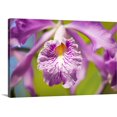 thumbnail image 1 of Great BIG Canvas | "Hawaii, Maui, Vibrant Pink Orchid" Canvas Wall Art - 36x24, 1 of 2