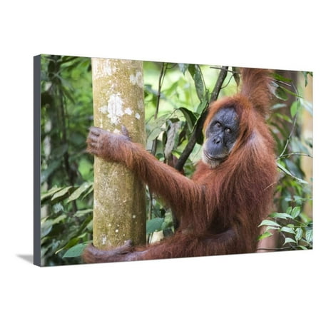 Female Orangutan (Pongo Abelii) in the Jungle Near Bukit Lawang, Gunung Leuser National Park Stretched Canvas Print Wall Art By Matthew