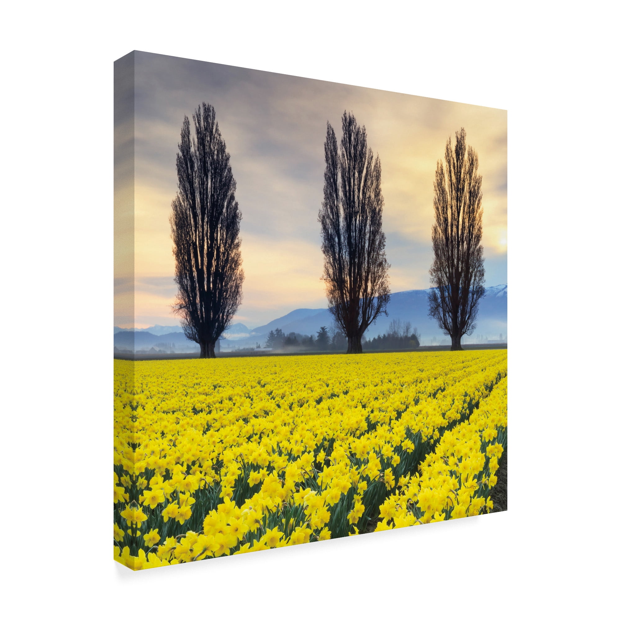 Trademark Fine Art 'Skagit Valley Daffodils II' Canvas Art by Alan Majchrowicz