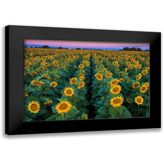 Gavrilis, John 14x11 Black Modern Framed Museum Art Print Titled - Dawn Sunflowers