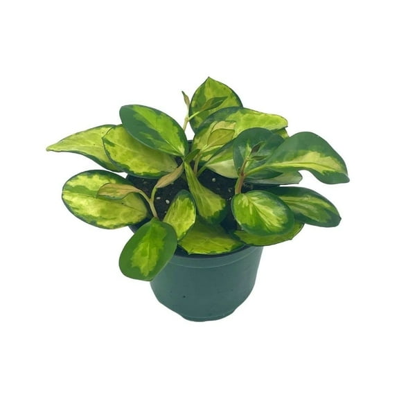 Variegated Hoya Australis, Tricolor Lisa, Very Rare Limited Live Plant, Super Filled in 4 inch Pot