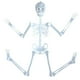 thumbnail image 2 of Seyotauo 35 inch Halloween Skeleton,Full Body Skeleton with Posable Movable Joints for Props Decorations, 2 of 9