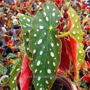 Begonia Maculata, Polka Dot Begonia - Pot Size: 3.5 - Shade Plants