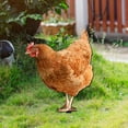 thumbnail image 4 of Piquets de Poulet, Piquets de Poule en Acrylique Durables Faciles à Utiliser 3 Pcs pour Extérieur, 4 of 8