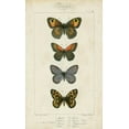 thumbnail image 2 of Pauquet 21x32 Black Ornate Wood Framed with Double Matting Museum Art Print Titled - Pauquet Butterflies V, 2 of 4