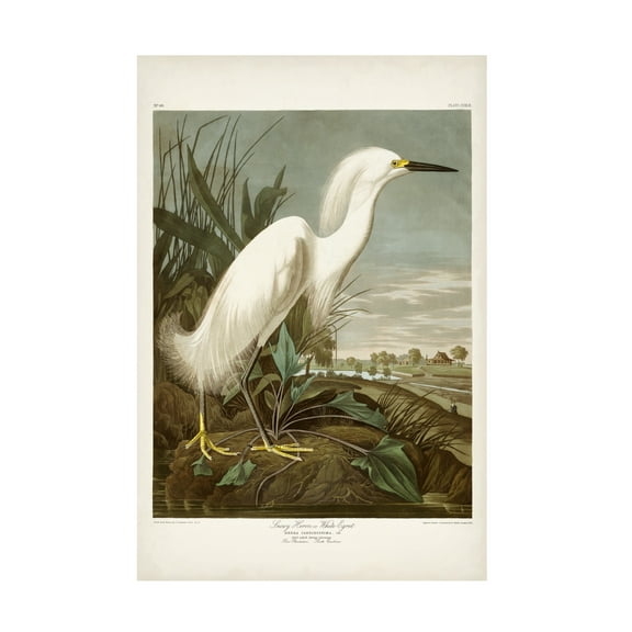 John James Audubon 'Snowy Heron' Canvas Art