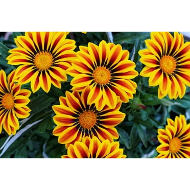 Gazania Flower Seeds - 500  Seeds to Grow - Made in USA, Ships from Iowa - Great with Marigold or Roses. Gazinga Seeds