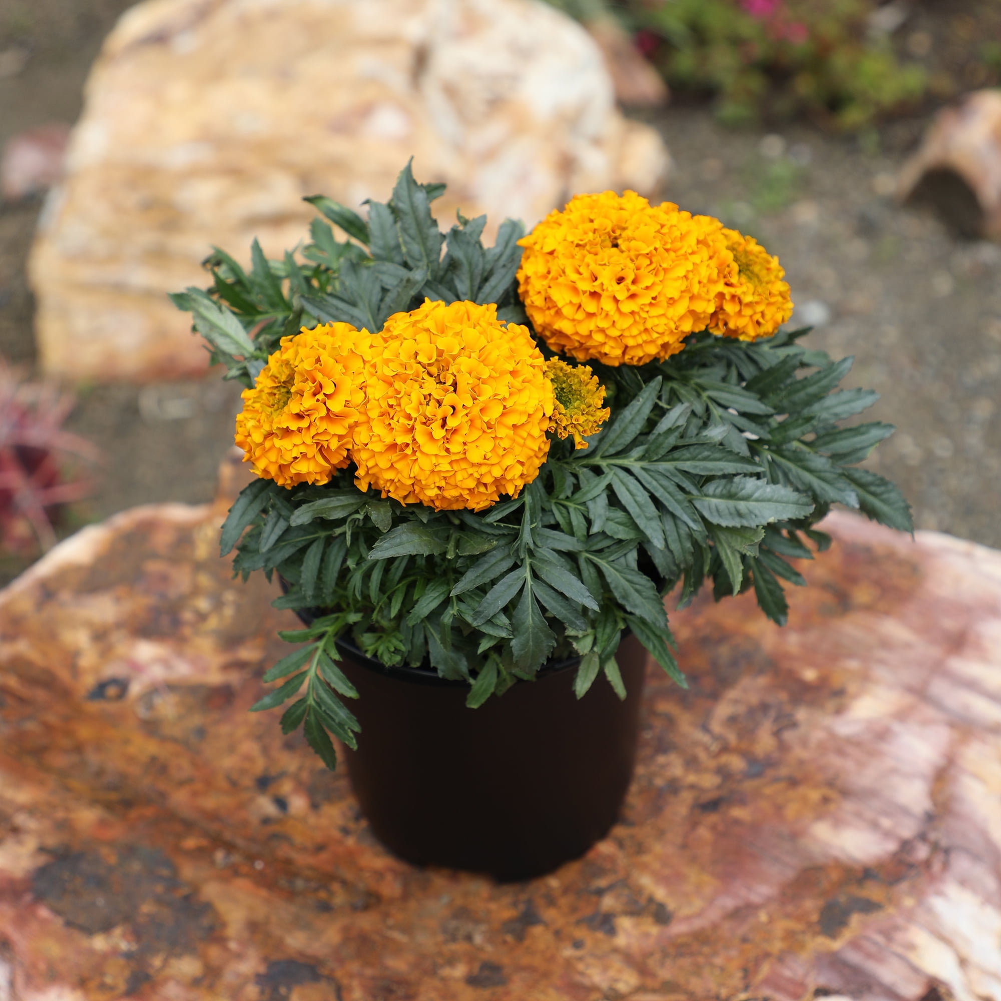 Expert Gardener 2QT Marigold Live Plant Sun