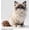 Color7, variant on adorable building block model of a cat offers a delightful building experience and serves as a charming decorative piece for any cat lover—making it the perfect choice for a birthday or holiday gift