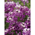 thumbnail image 3 of Burpee Tapis Royal Alyssum, 3 of 5