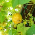thumbnail image 5 of 100 *Seeds LEMON CUCUMBER Cucumis Sativus Fruit Vegetable Seeds, 5 of 7