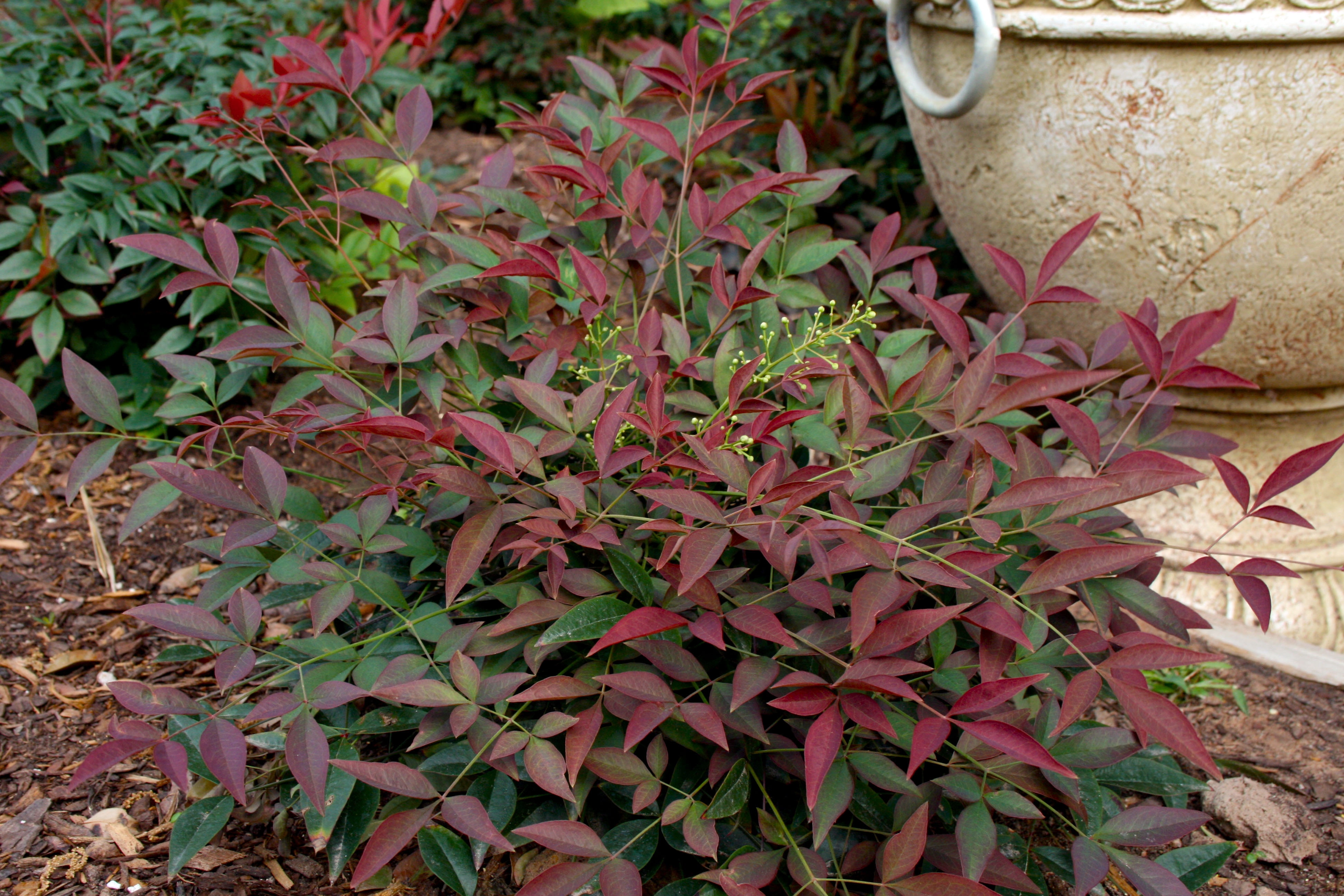 Southern Living Flirt Nandina Live Shrub in 1.5-Gallon Grower Pot