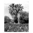 thumbnail image 2 of Anonymous 20x24 Gold Ornate Wood Framed with Double Matting Museum Art Print Titled - Old Palm Trees, South Pasadena, c1910, 2 of 4