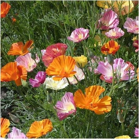 Ballerina Mix - Packet of 2,000 Seeds, Ballerina Mixture California Poppy (Eschscholzia californica)