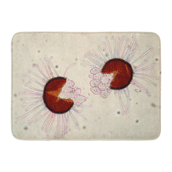 YUSDECOR Mold Microorganisms Sick Leaves The of Microscope Spores Can Remain Viable Research Phytopathological Rug Doormat Bath Mat 23.6x15.7 inch