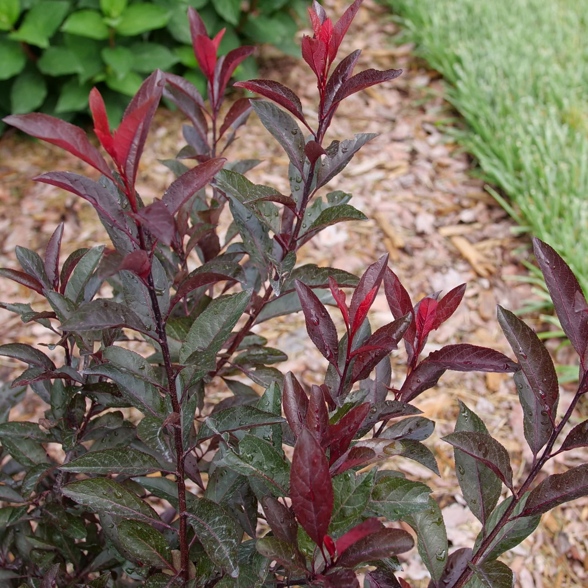Proven Winners ColorChoice 5" Purple Stay Classy Purple Leaf Sand Cherry Live Plant in 4.5" Pot (4 Count)
