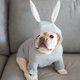 thumbnail image 2 of Ropa para perros de pelea de mascotas, ropa para perros pequeños y medianos, orejas de conejo, ropa de fiesta para 2 - 4 kg - Gris, 2 of 5
