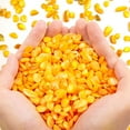 thumbnail image 4 of Sinkoo Crushed Shells for Crafts About 0.66LB (300g/11.64oz) Small Natural Crushed Shells Bulk for Crafts DIY Beaching Wedding Decoration Vase Fillers (Golden Yellow), 4 of 5