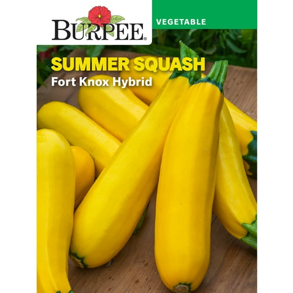Burpee Fort Knox Hybrid Summer Squash Vegetable Seed, 1-Pack