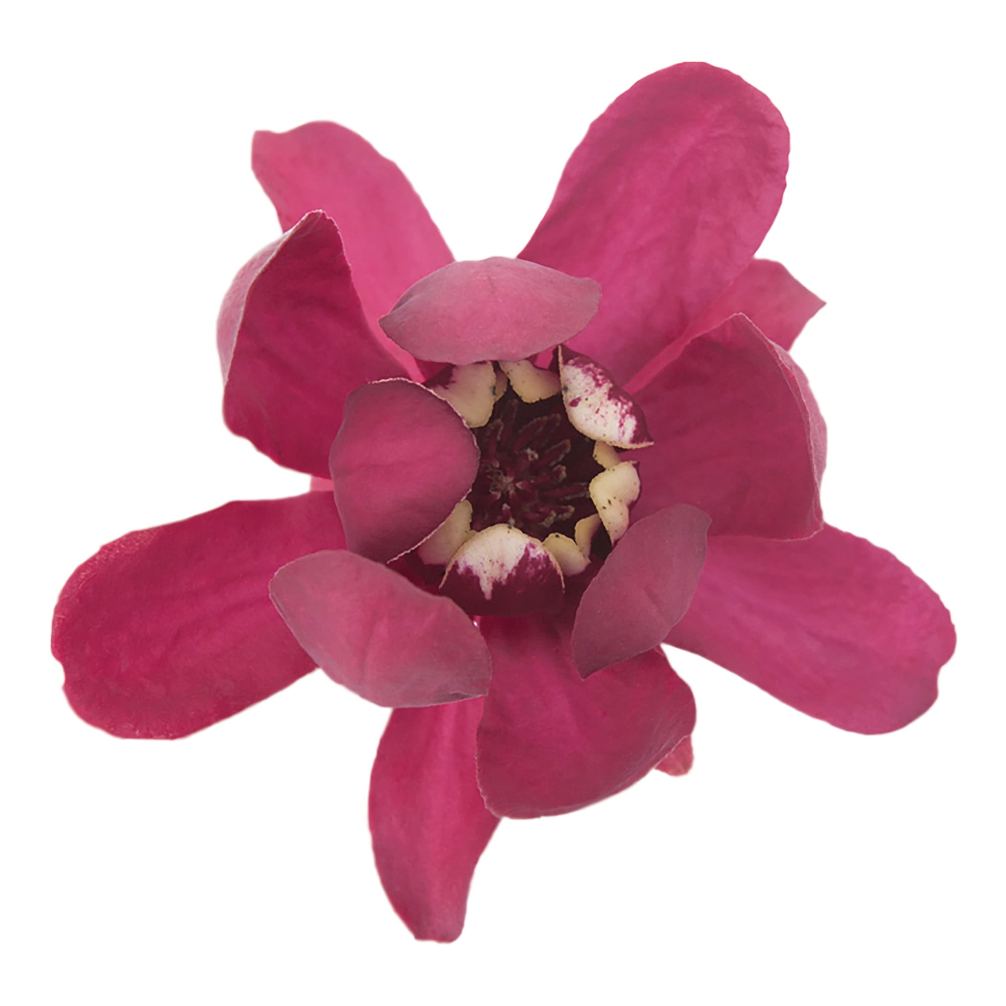 Proven Winners ColorChoice 6" Red 'Aphrodite' Sweetshrub Live Plant in 7.5" Pot