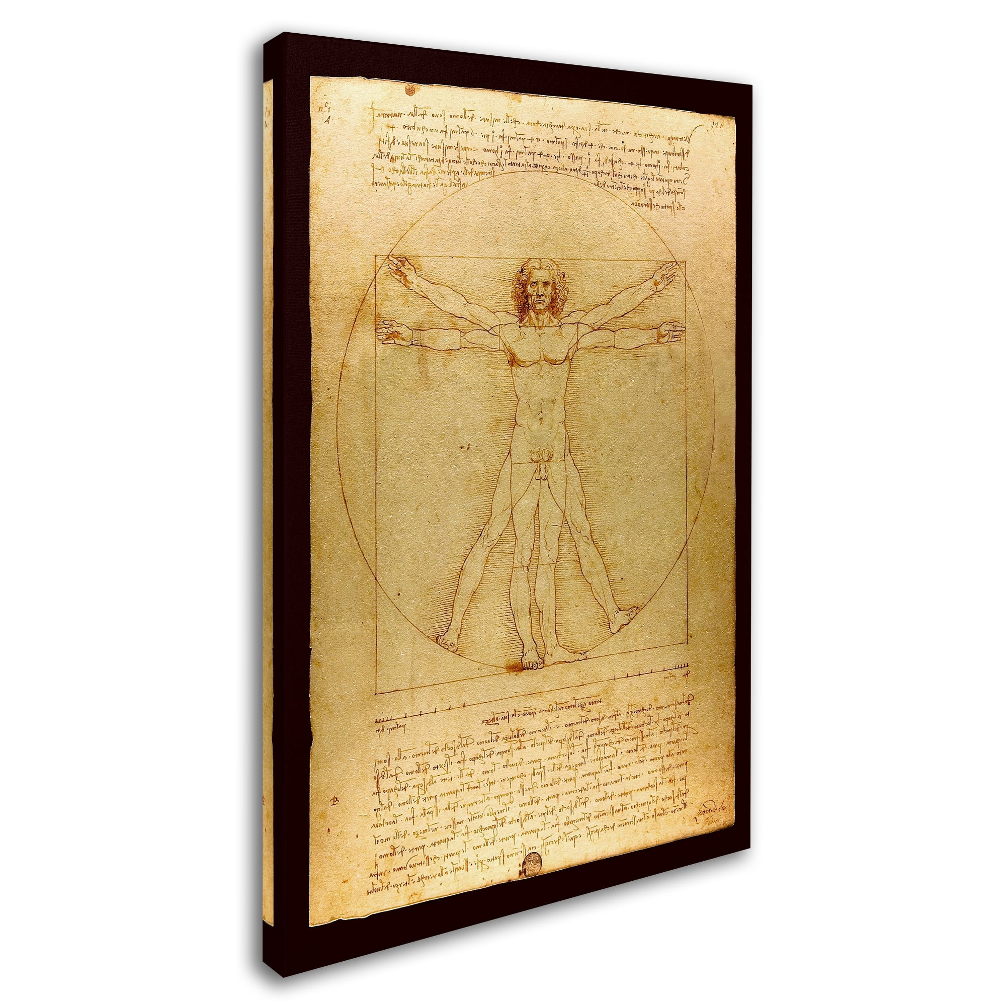 Trademark Fine Art 'Anatomy 6' Canvas Art by Vintage Lavoie