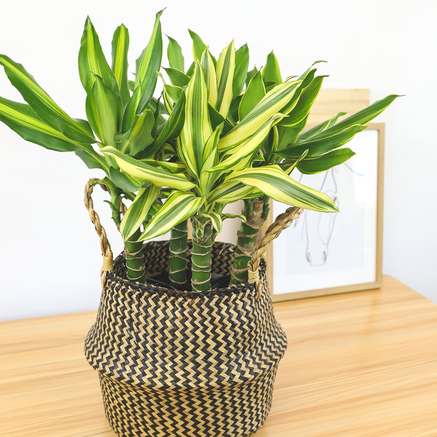 ELEMENT BY ALTMAN PLANTS 4 PACK OF 4.25" Dracaena Steudneri "Moonlight" 4 Pack House Plant, Dragon Tree Plants for Delivery Prime, Low Light House Plants, Live Plants Indoor Plants Live Houseplants
