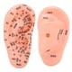 thumbnail image 4 of Ear Zone Model, Human Ear Model Multipurpose Ear Acupoint Model Clear For Hospital For Home For University For School ANGGREK Otros, 4 of 8