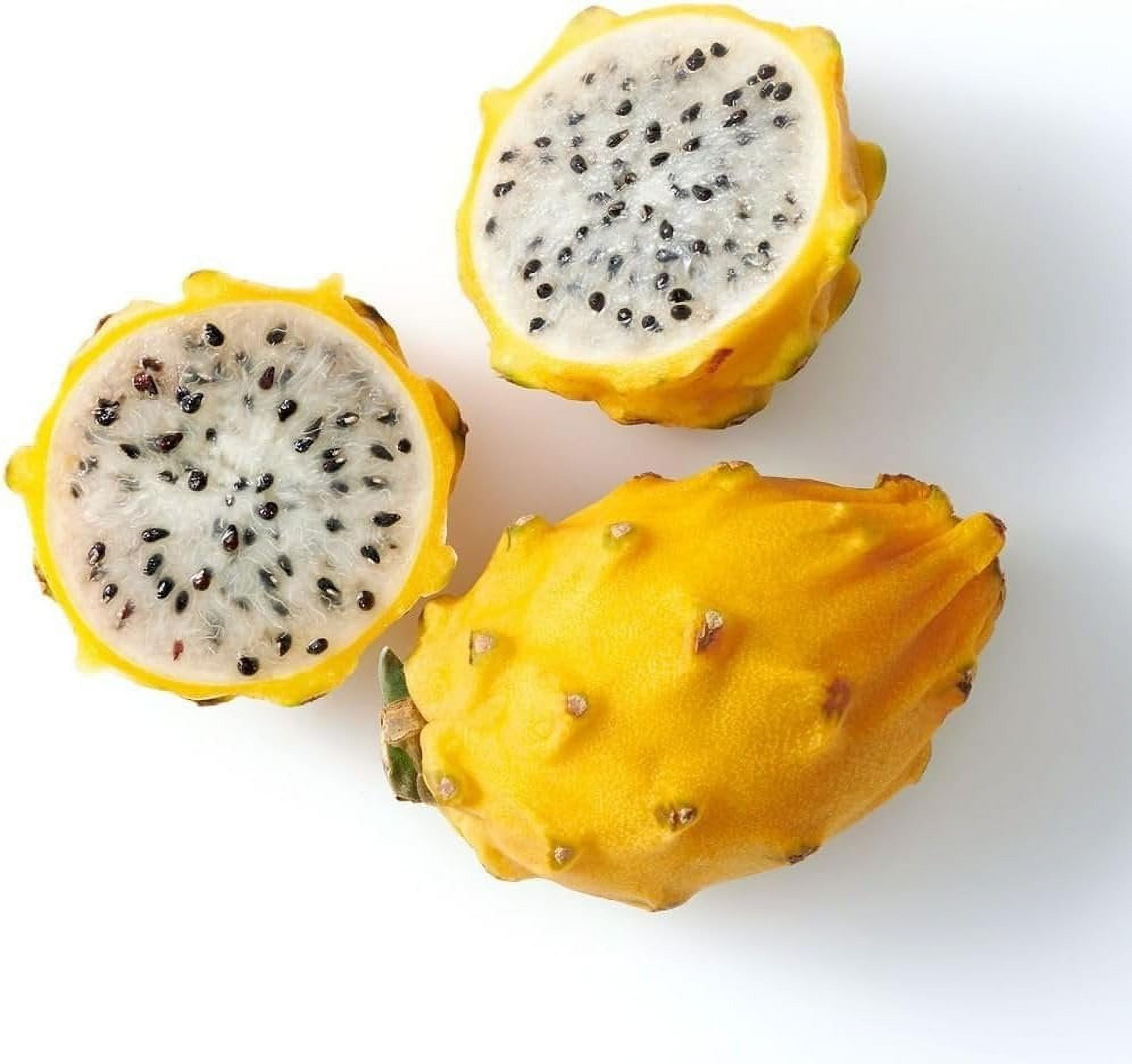 Edgar's Baby Dragon Fruit Tree - 4 Live Starter Plants - Hylocereous Undatus - Edible Tropical Fruit Plant from Florida