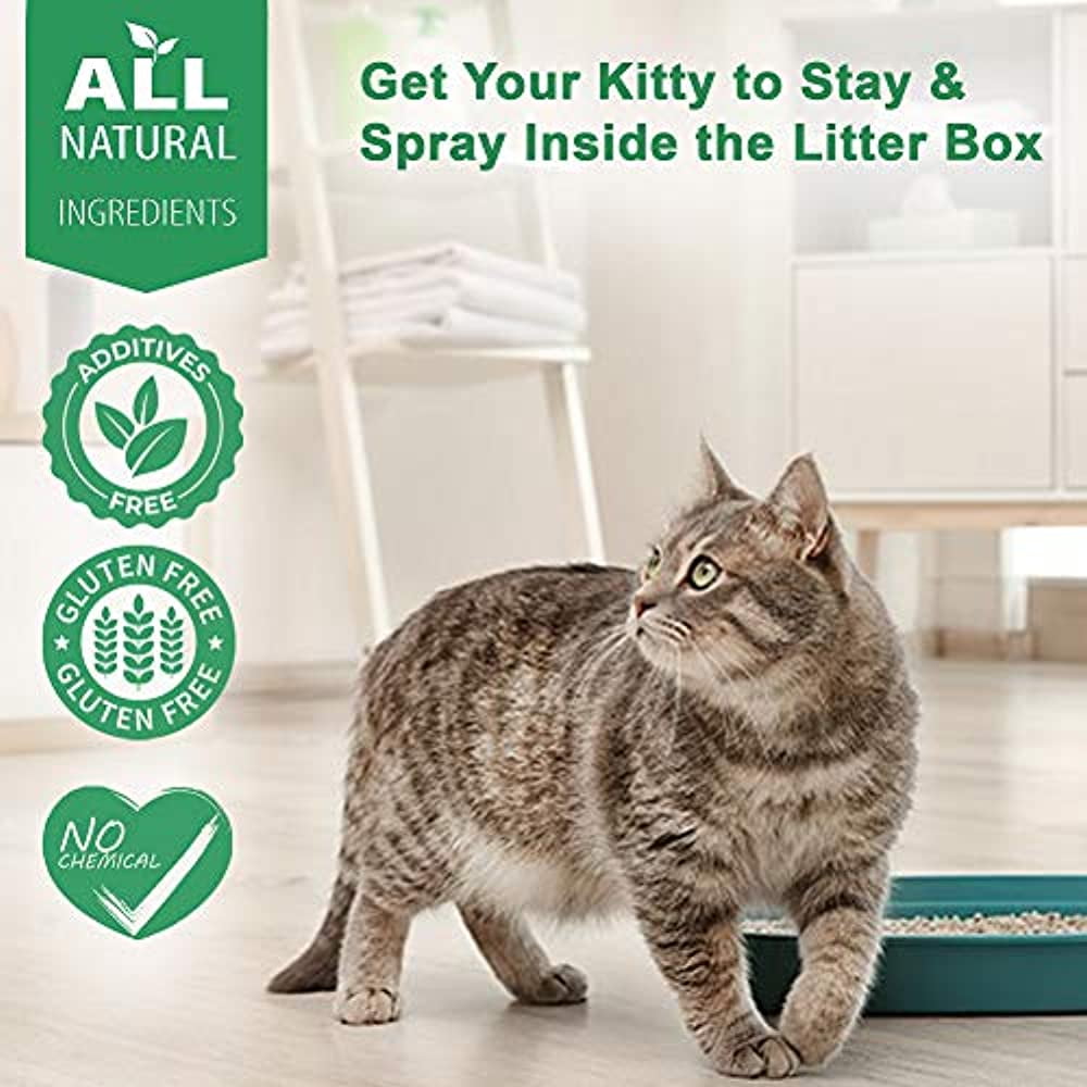 cat uti medicine walmart