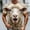A18 Beige, variant on Men's 3D Sheep Printed Graphic Tee Funny Screaming Animal T-Shirts Short Sleeve O-Neck Casual Novelty Summer Tops Lightweight Breathable Shirt