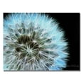 thumbnail image 2 of Trademark Art "Dandelion Seed Head Full" Canvas Art by Kathie McCurdy, 2 of 2