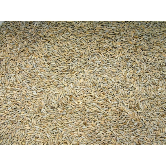 Lewis Family Farm 10 lb Cereal Rye Grain Seeds Open Pollinated Cover Crop Forage Deer Plot Food