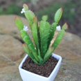 thumbnail image 5 of Planta de cactus artificial realista, material de decoración del hogar de bricolaje (paquete de 2), 5 of 5