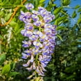 thumbnail image 5 of Brighter Blooms - Blue Moon Wisteria Vine, 1 Quart - No Shipping to AK, AZ, HI, OR, 5 of 5