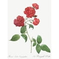 thumbnail image 2 of Redoute, Pierre Joseph 19x24 White Modern Wood Framed Museum Art Print Titled - Red Cabbage Rose, Bengal eyelet, Rosa indica caryophyllea, 2 of 4