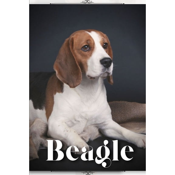 Beagle: Dog breed overview and guide (Paperback)