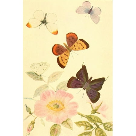 Butterflies Worth Knowing 1923 Five Interesting Butterflies Poster Print by Willey I. Beecroft (18 x 24)