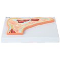 thumbnail image 3 of Axis Scientific Foot and Ankle Joint Cross Section Anatomy Model, Anatomical Replica of the Foot and Ankle, Includes Product Manual, Students Medical Professionals Professors Display, 3 of 10