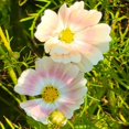 thumbnail image 3 of GSDWIUEW 500 Mix Cosmos Seeds, Open Pollinated, , Attracts Butterflies and Pollinators, 3 of 4